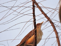 Turdus grayi
