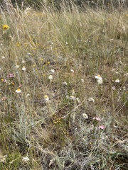 Leucochrysum albicans