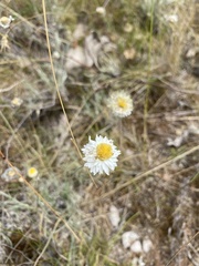 Leucochrysum albicans