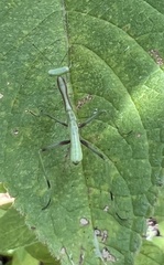 Pseudomantis albofimbriata