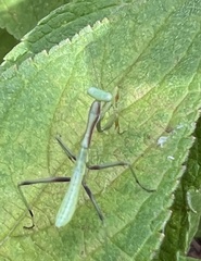 Pseudomantis albofimbriata