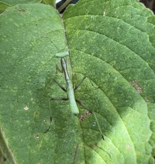 Pseudomantis albofimbriata