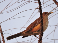 Turdus grayi