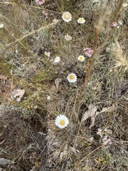 Leucochrysum albicans