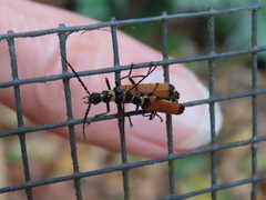 Chauliognathus atricornis