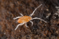 Eupodoidea