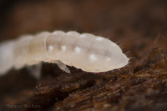 Onychiurinae