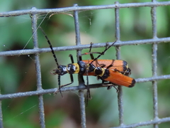 Chauliognathus atricornis