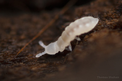 Onychiurinae