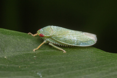 Krisnini