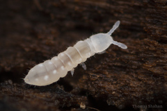 Onychiurinae