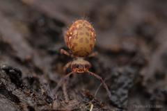Ptenothrix