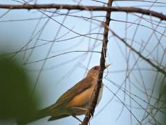 Turdus grayi