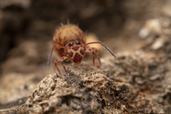 Ptenothrix
