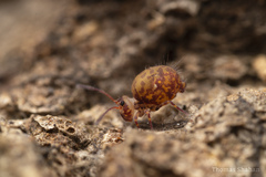 Ptenothrix