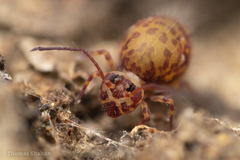 Ptenothrix