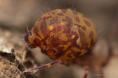 Ptenothrix
