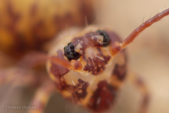 Ptenothrix
