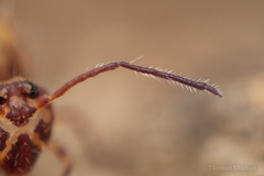 Ptenothrix