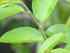 Sclerocroton integerrimus