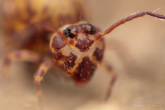 Ptenothrix