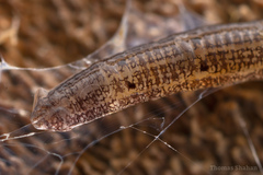 Keroplatidae