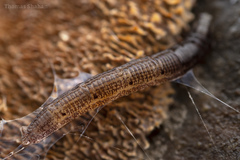 Keroplatidae