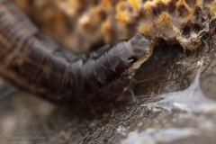 Keroplatidae