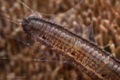Keroplatidae