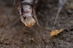 Keroplatidae