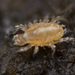 Cheyletidae - Photo (c) Thomas Shahan, algunos derechos reservados (CC BY-NC), subido por Thomas Shahan
