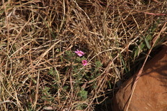 Jamesbrittenia aurantiaca