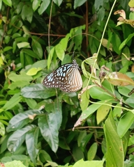 Ideopsis similis persimilis
