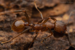 Aphaenogaster fulva