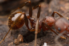 Aphaenogaster fulva