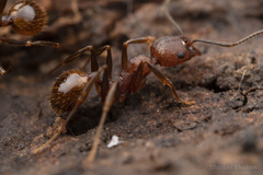 Aphaenogaster fulva