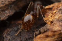 Aphaenogaster fulva