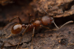 Aphaenogaster fulva