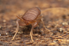 Myrmecophilus