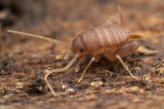 Myrmecophilus