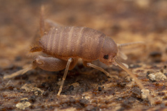 Myrmecophilus