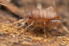 Myrmecophilus