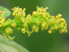 Sclerocroton integerrimus