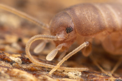 Myrmecophilus