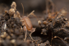 Myrmecophilus