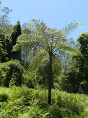Cyathea cooperi
