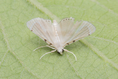 Musotiminae