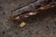 Keroplatidae
