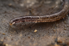 Keroplatidae