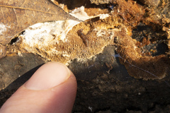 Keroplatidae